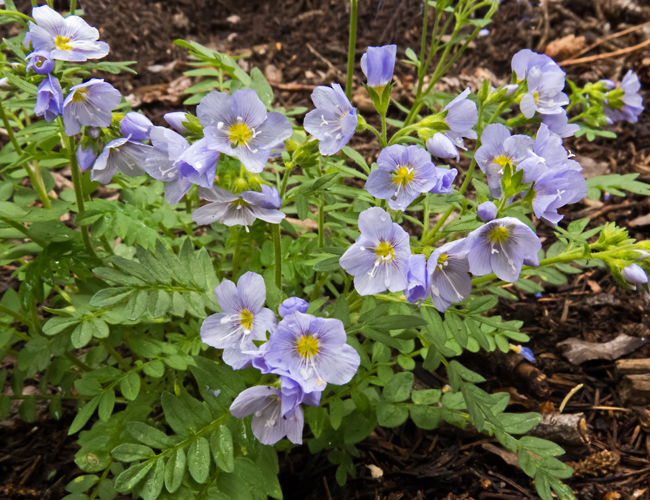 Subalpine Jacobs-Ladder 3.jpg